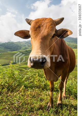 Cow close-up view 30833687