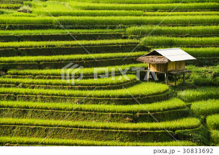 Terraced rice field in Mu Cang Chai, Vietnam 30833692