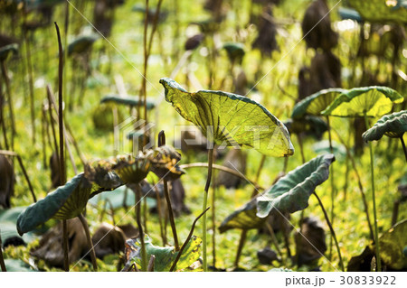 Withered lotus leaf in a pond 30833922