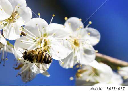 honeybee rested on a plum flower honeybee rested on a plum flower 30834027