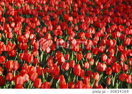 Beautiful red tulips 30834169