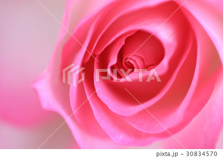 ピンクのバラ 30834570