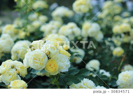 黄色いバラ 黄色いバラ 30834571