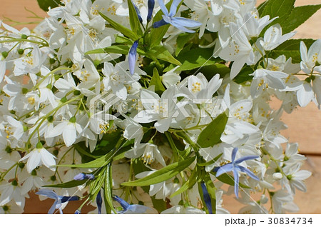 ヒメウツギとチョウジソウ 30834734