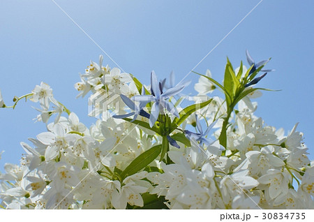ヒメウツギとチョウジソウと青空 30834735