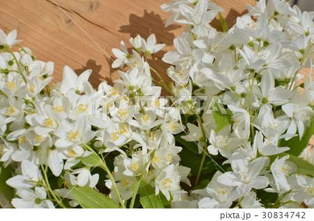 ヒメウツギの花 ヒメウツギの花 30834742