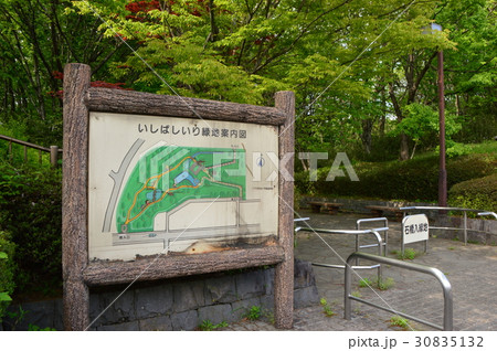 石橋入緑地公園の春は　キンラン咲く公園　八王子市打越町 30835132