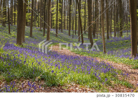 Nice blue bells forest in bloom 30835470