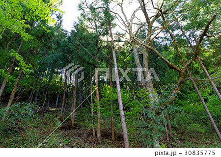 山の斜面 山林の手入れ a 山の斜面 山林の手入れ a 30835775