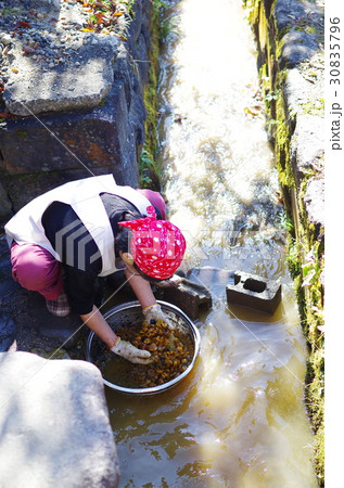 トチノミ洗い 30835796