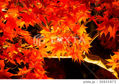 もみじの紅葉ライトアップ もみじの紅葉ライトアップ 30835873