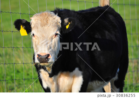 Cow on green grass Cow on green grass 30836255