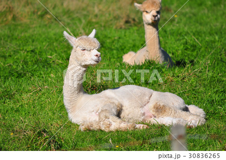 Alpaca on green grass 30836265