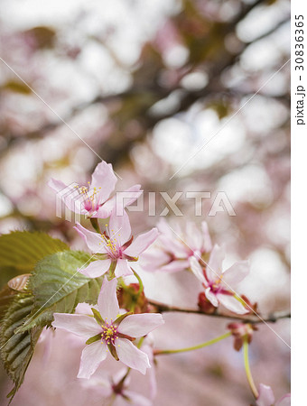Cherry blossom in Helsinki, Finland Cherry blossom in Helsinki, Finland 30836365