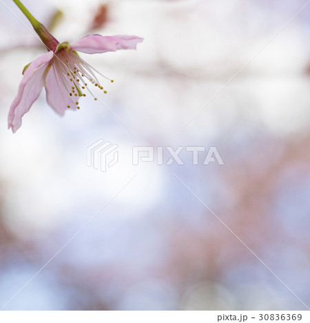 Cherry blossom in Helsinki, Finland Cherry blossom in Helsinki, Finland 30836369