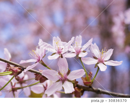 Cherry blossom in Helsinki, Finland 30836370
