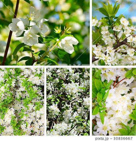 Cherry blossoms in spring 30836667