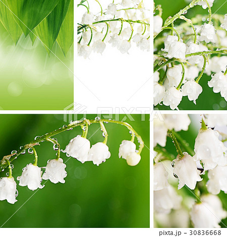 Lily of the Valley - Convallaria Majalis 30836668