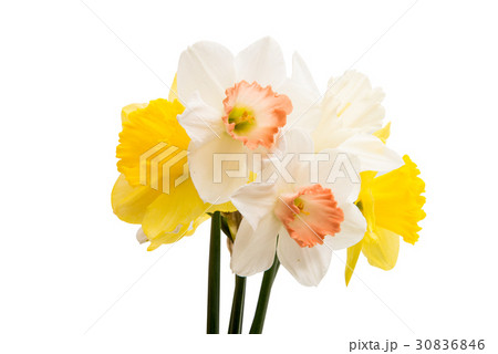 Daffodil flower isolated 30836846