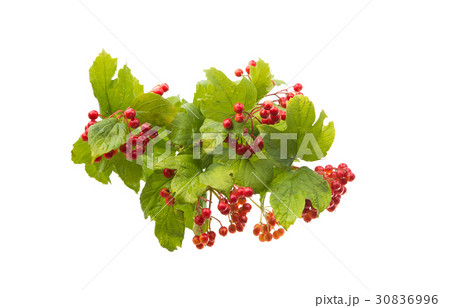 Orange mountain ash with green leaves Orange mountain ash with green leaves 30836996