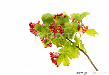Orange mountain ash with green leaves 30836997