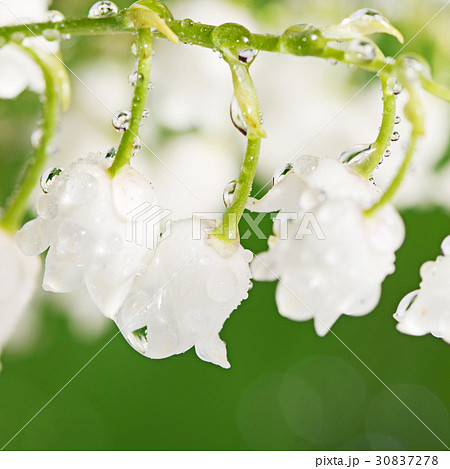 Lily of the Valley - Convallaria Majalis 30837278