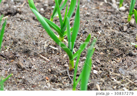 Garlic growing in the garden closeup 30837279