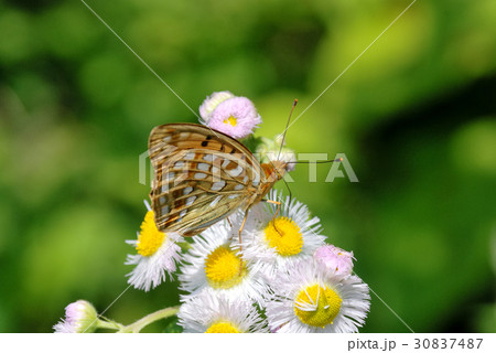 ウラギンヒョウモン ウラギンヒョウモン 30837487