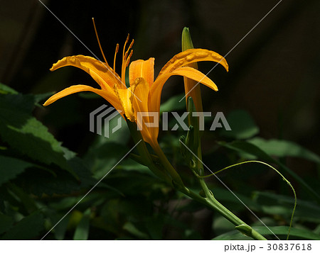 オレンジの花ノカンゾウ 30837618