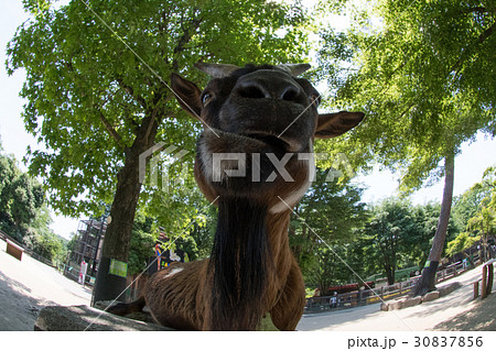 ヤギ 30837856