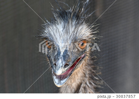 エミュー 30837857