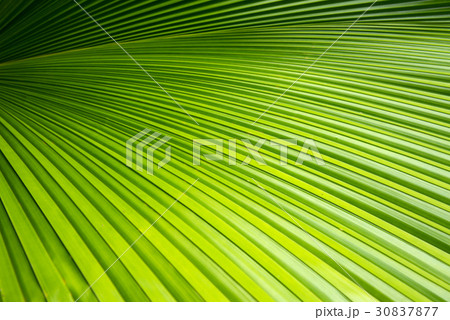 Green leave of palm tree for wallpaper Green leave of palm tree for wallpaper 30837877