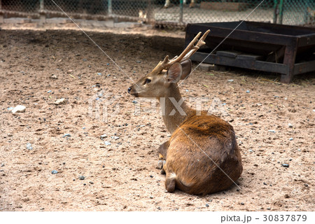 Deer in zoo 30837879