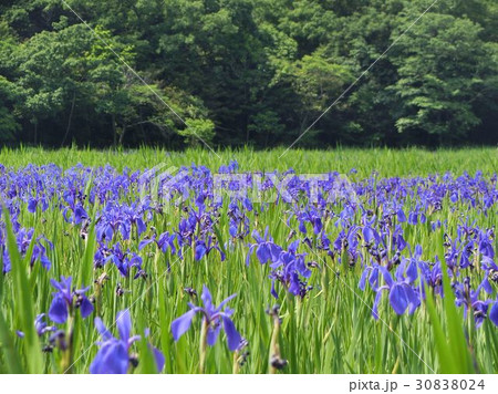 小堤西池カキツバタ 30838024