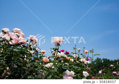 バラ苑　 30838037