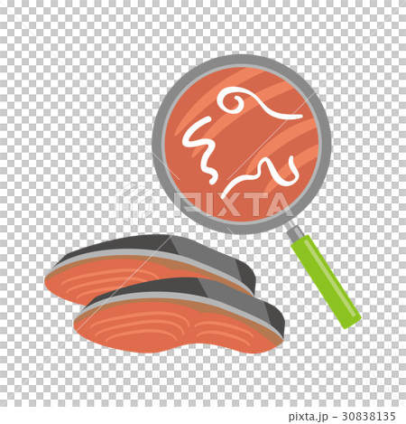 アニサキス 30838135