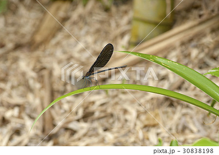ハグロトンボ 30838198