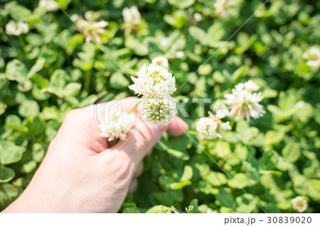 花を摘むの写真素材 3090