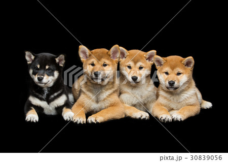 Beautiful shiba inu puppies 30839056