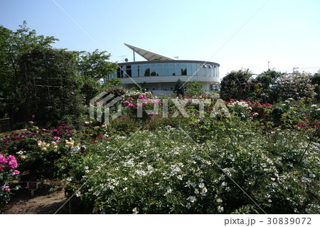 道の駅めぬまアグリパークバラ園 30839072