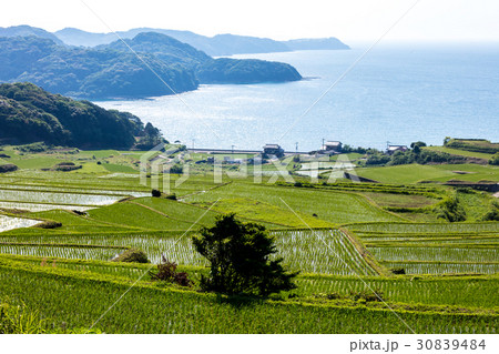 駄竹の棚田 30839484