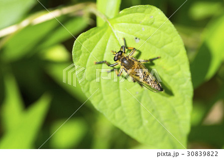 ムシヒキアブ 30839822