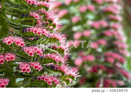 エキウム 30839970