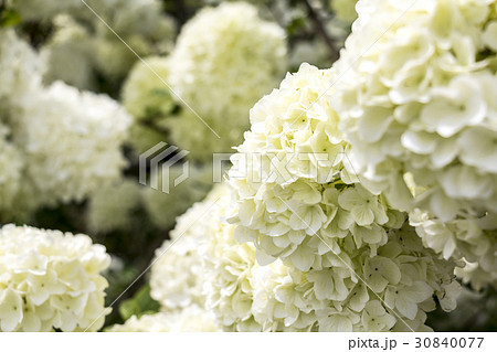 ビブルヌム　マクロケファルム　ステリーレ 30840077