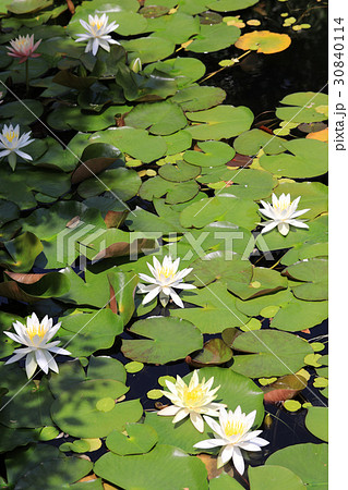 睡蓮の花 30840114