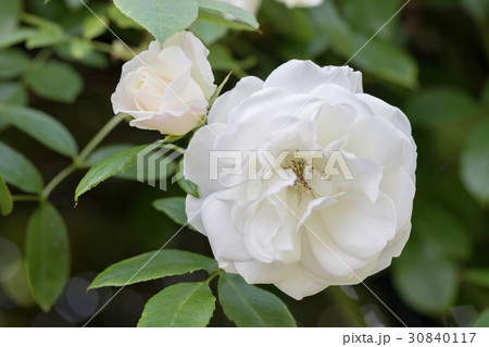 薔薇の花（アイスバーグ） 30840117