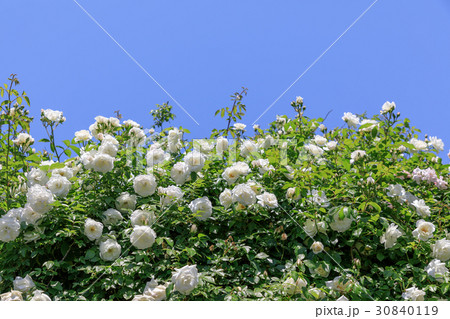 薔薇の花(アイスバーグ) 薔薇の花(アイスバーグ) 30840119