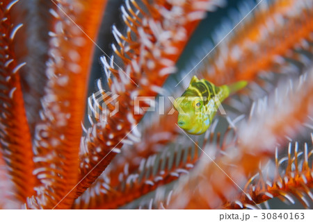 ノコギリハギ 30840163