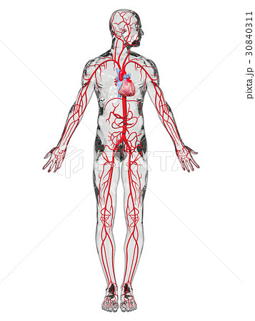動脈 血管人体透明のイラスト素材