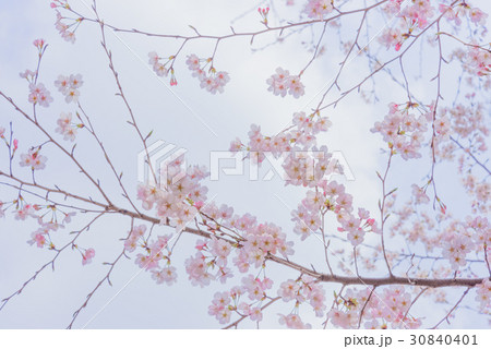 可憐に咲く桜 30840401